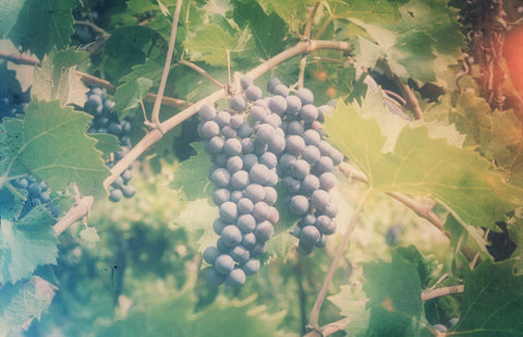 Økologisk vs. Biodynamisk vin